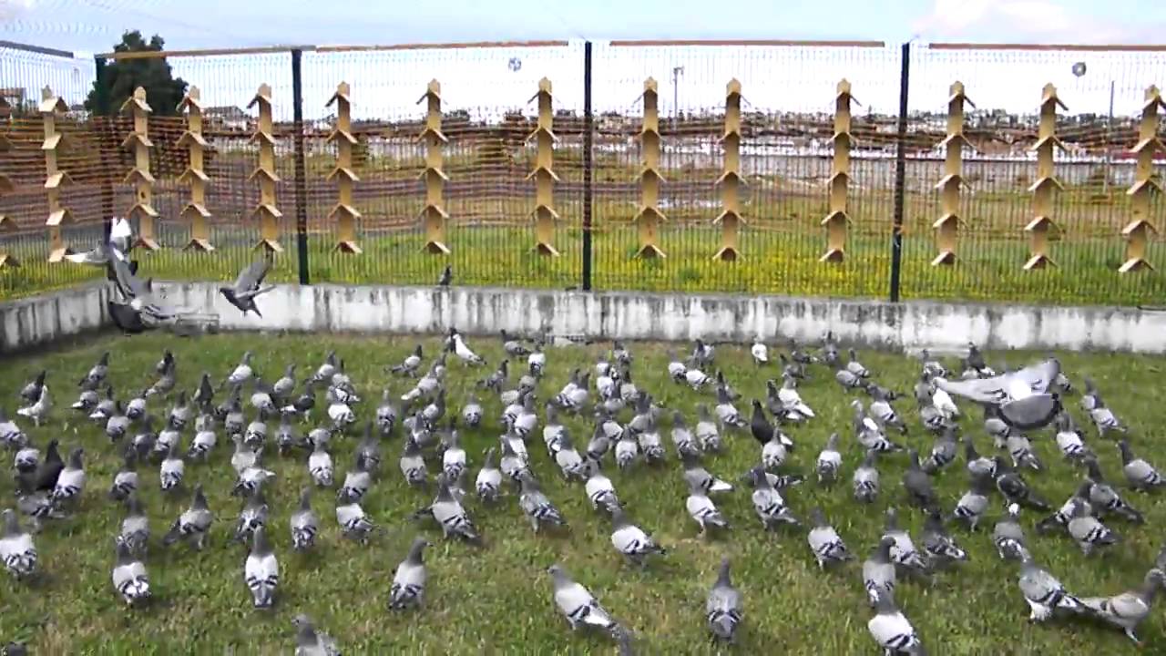 Derby Internacional de Gondomar