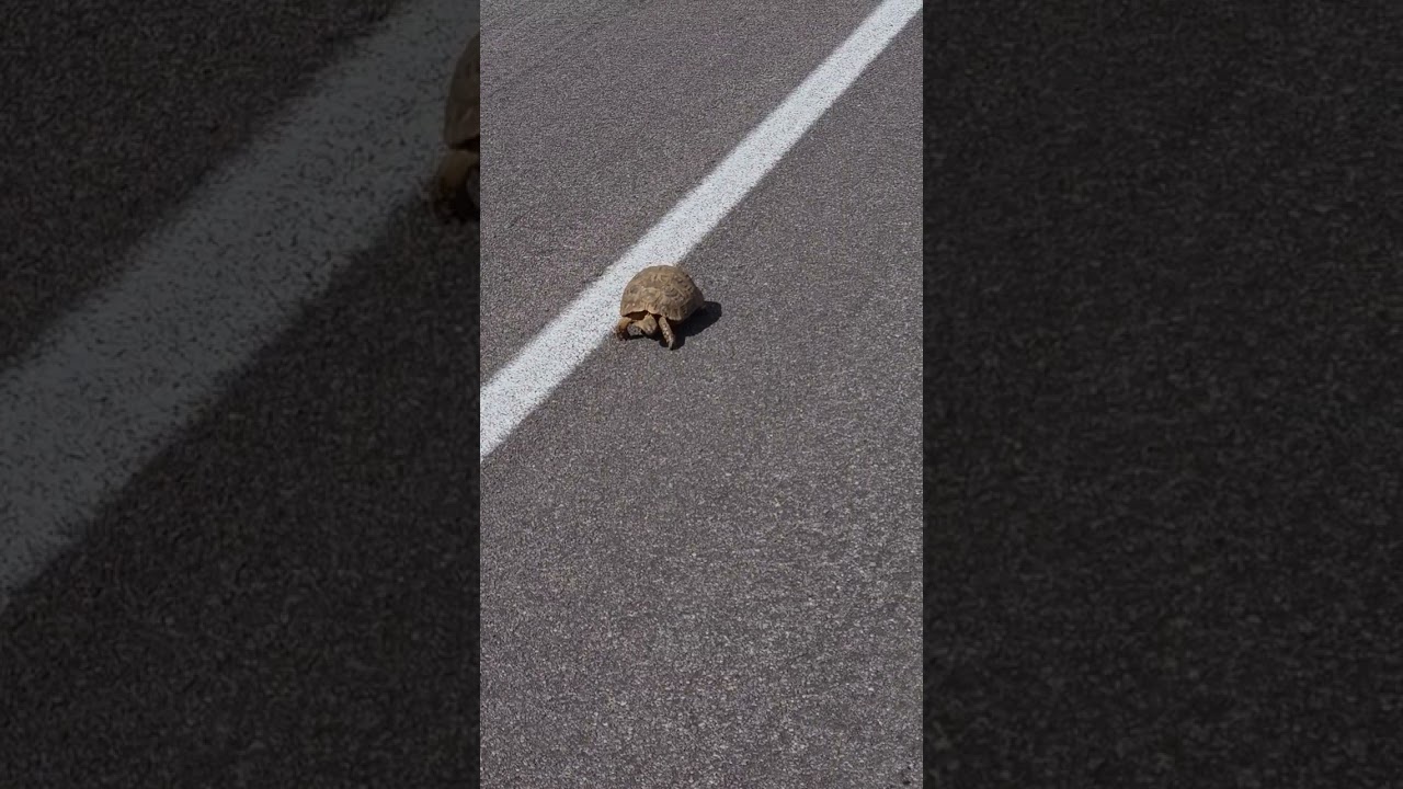 YouTube player
