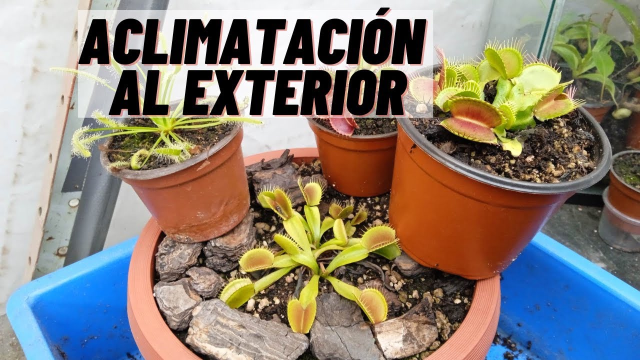ACLIMATANDO A LAS VENUS ATRAPAMOSCAS AL EXTERIOR