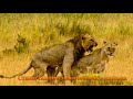 Животные Кении