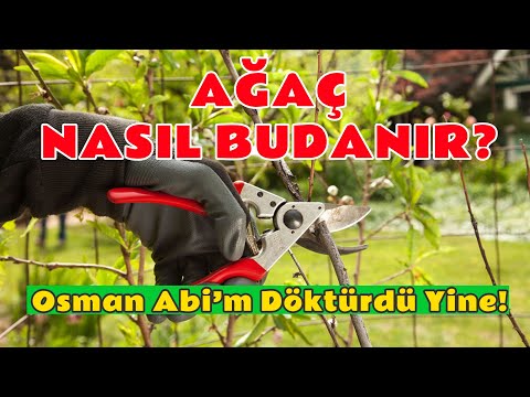 Ağaç Nasıl Budanır Kolay Ağaç Budama Yöntemi   How to Prune Not Kill Trees and Shrubs