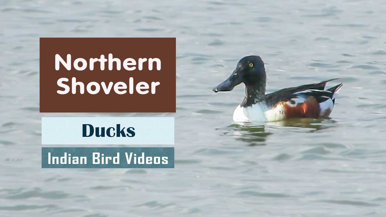 The Northern Shoveler (Spatula clypeata) - Indian Bird Videos