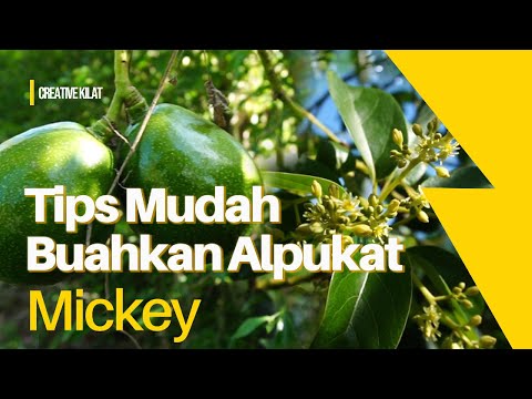 Alpukat Mickey