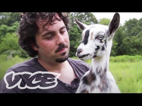 Cute Pygmy Goats!