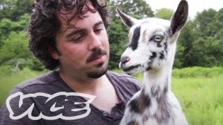 Cute Pygmy Goats! | The Cute Show