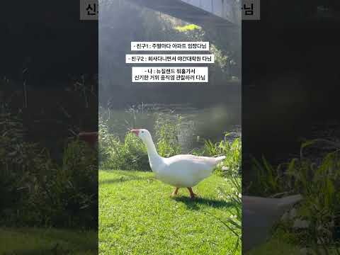 은방울꽃이랑 거위 조합 최고라구~😍 #뉴질랜드 #워킹홀리데이 #퇴사 #여행