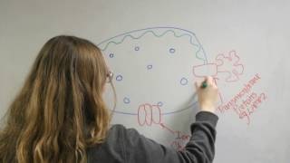 The basics of the Lysosome