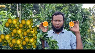 আফ্রিকান হলুদ মাল্টা চাষে সফলতার এক ঝলক । সব থেকে ভাল একটি বাণিজ্যিক জাত।