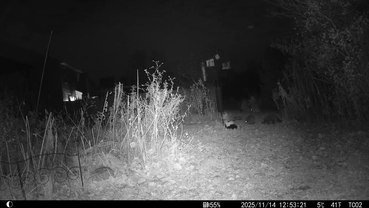 one skunk vs two raccoon backyard trail cam