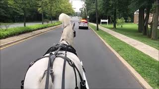 White Horse Drawn Hearse Starting at Brenna Cellinin F H to St Mary's Cemetery Hamilton NJ Aug 19 20