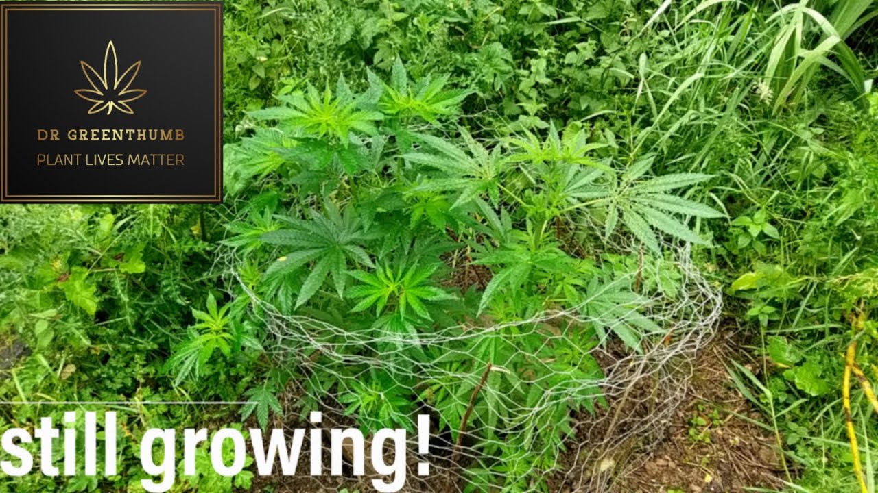 Flooded field | Aquaponics!? Uk Guerrilla grow