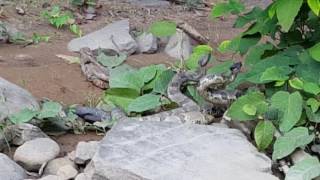 Snake tango Cheat Lake