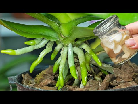 Βίντεο: Companions For Garlic Plants - Φυτά που αναπτύσσονται καλά με το σκόρδο