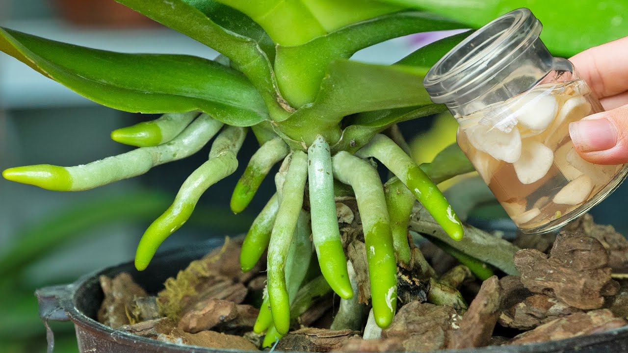 Old orchids quickly take root and bloom thanks to this trick