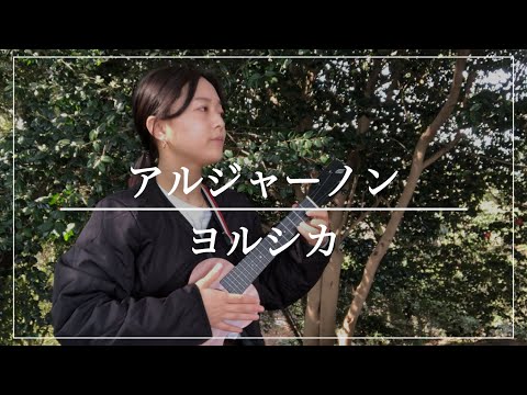 アルジャーノン / ヨルシカ (cover)