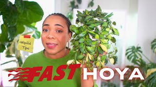 Famous 8 of my FASTEST growing HOYA & TIPS on how I grow them. Net Worth