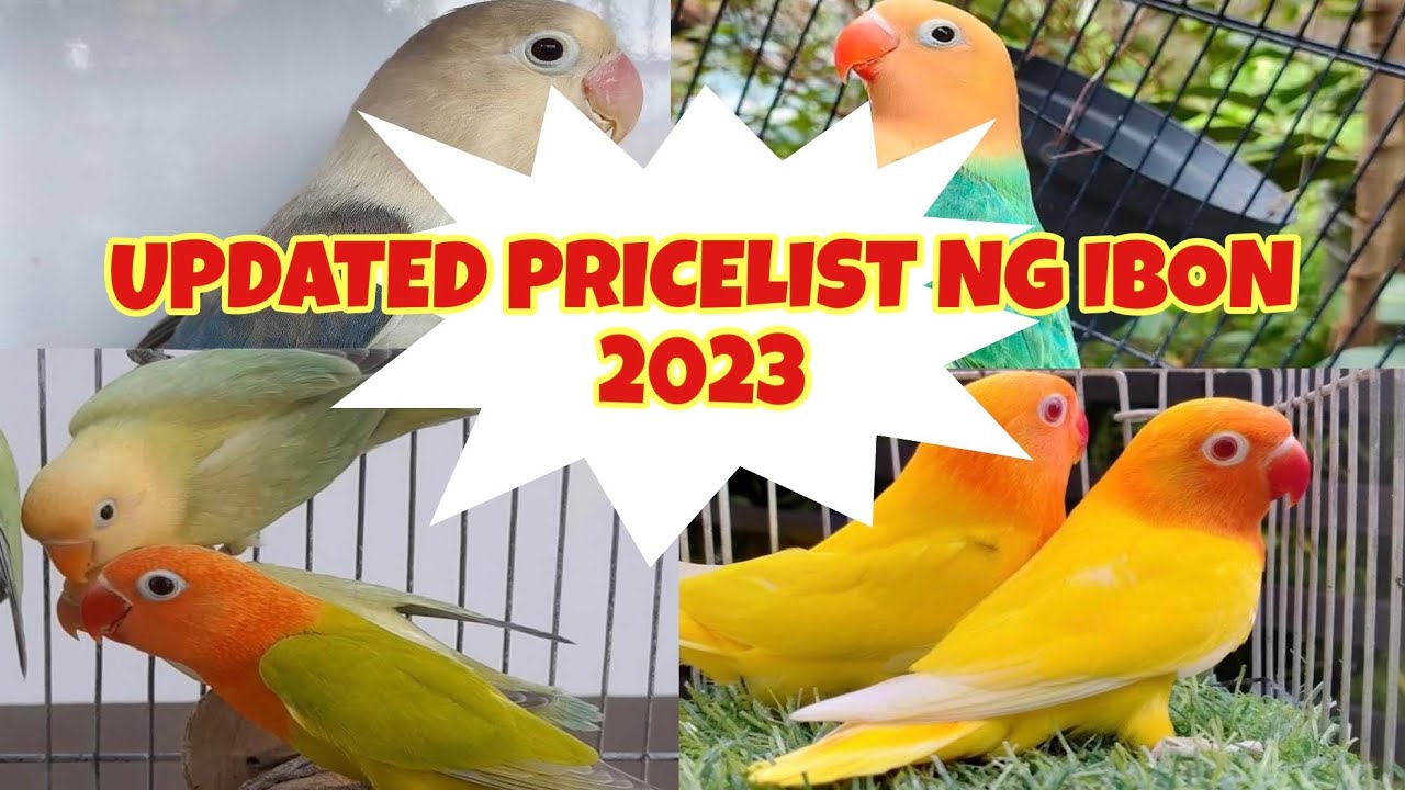 Updated Pricelist Ng Ibon 2023 | Abangan Ang Raffle Mechanics Sa Next Na Video!