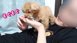 飼い主の肩に乗ってドッグフードを食べる、変な犬。【トイプードルのコロン】