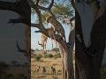 One Leopard vs. A Pack of Hyenas | Wild Survival Battle/wildlife documentary 4k