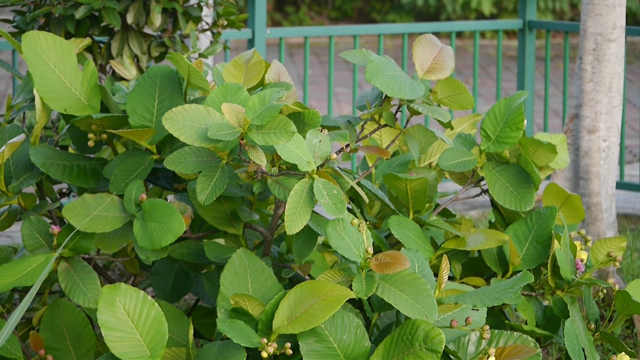 Pink-necked Green Pigeons _ Ulu Pandan Park Connector _ Monday