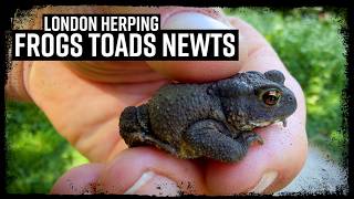 Frogs Toads Newts - London Herping