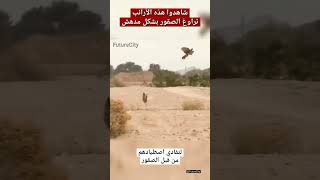 أرانب تراوغ الصقور