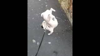 #животныетакиеживотные #animales #животныедома #животныепрекрасны #забавныеживотные #memes #edit