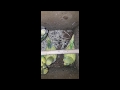 Волнистые попугаи  второй выводок (гнездо)