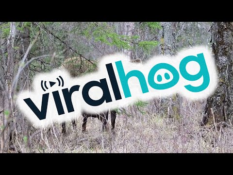 Mother Moose Defends Her Calves || ViralHog