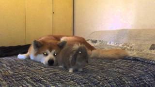 Flash Raion E Giuggiola