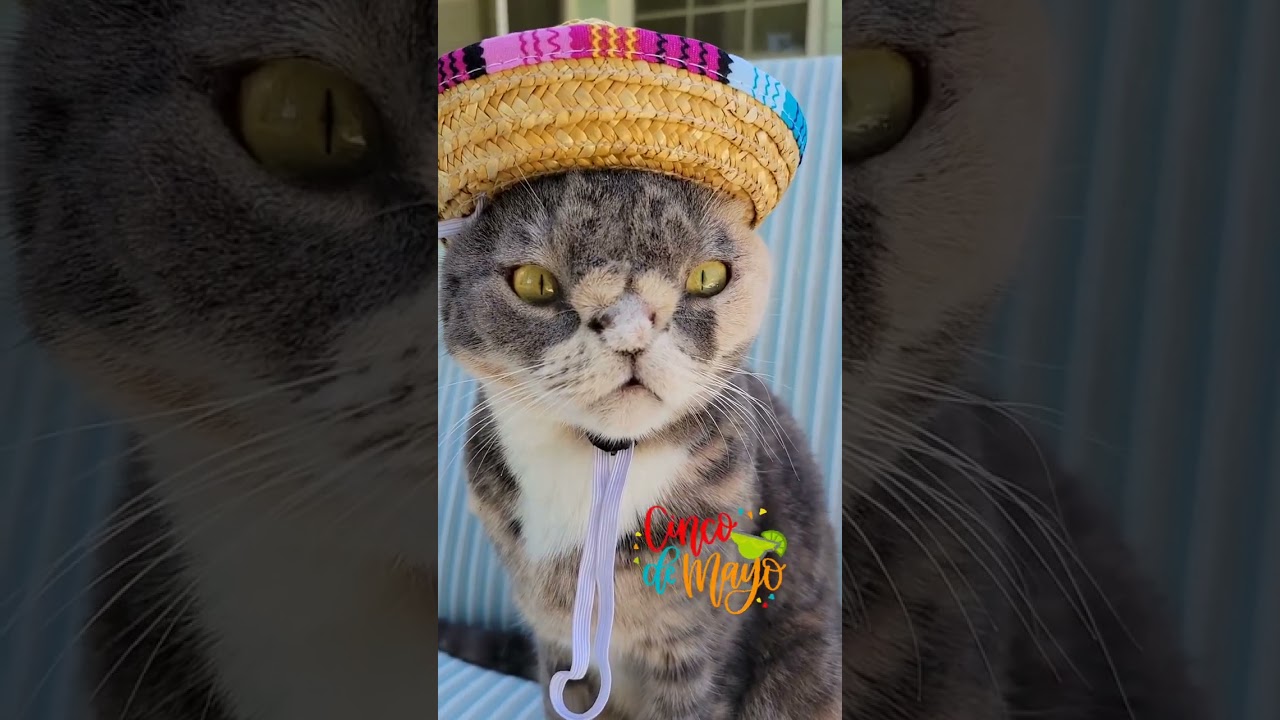 Happy Cinco de Mayo!..