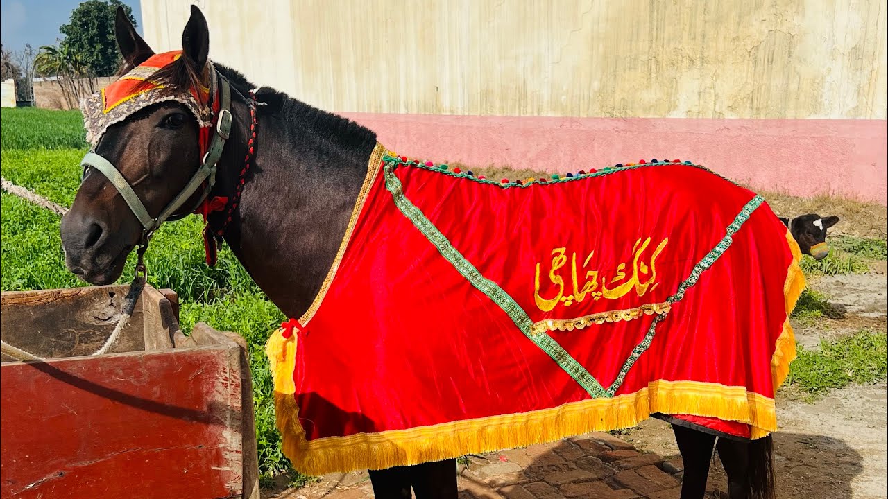 Pakistan Chachi Rabi Chachi Badsha ||All Pakistan tanga racer - YouTube