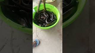 KG Rs-400 #diy #new #satisfying #fish #newvideo #newfish #tutudastd @TutuDasTD