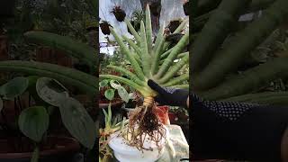 How to Propagate Sansevieria Cylindrica Boncel in soil/Propagating Cylindrica Boncel