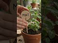 Log Slice Plant Labels 🌿 Rustic Garden DIY