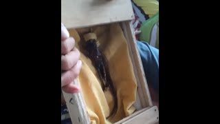 Download Lagu Pembuktian Anti Cukur Batara Karang MP3