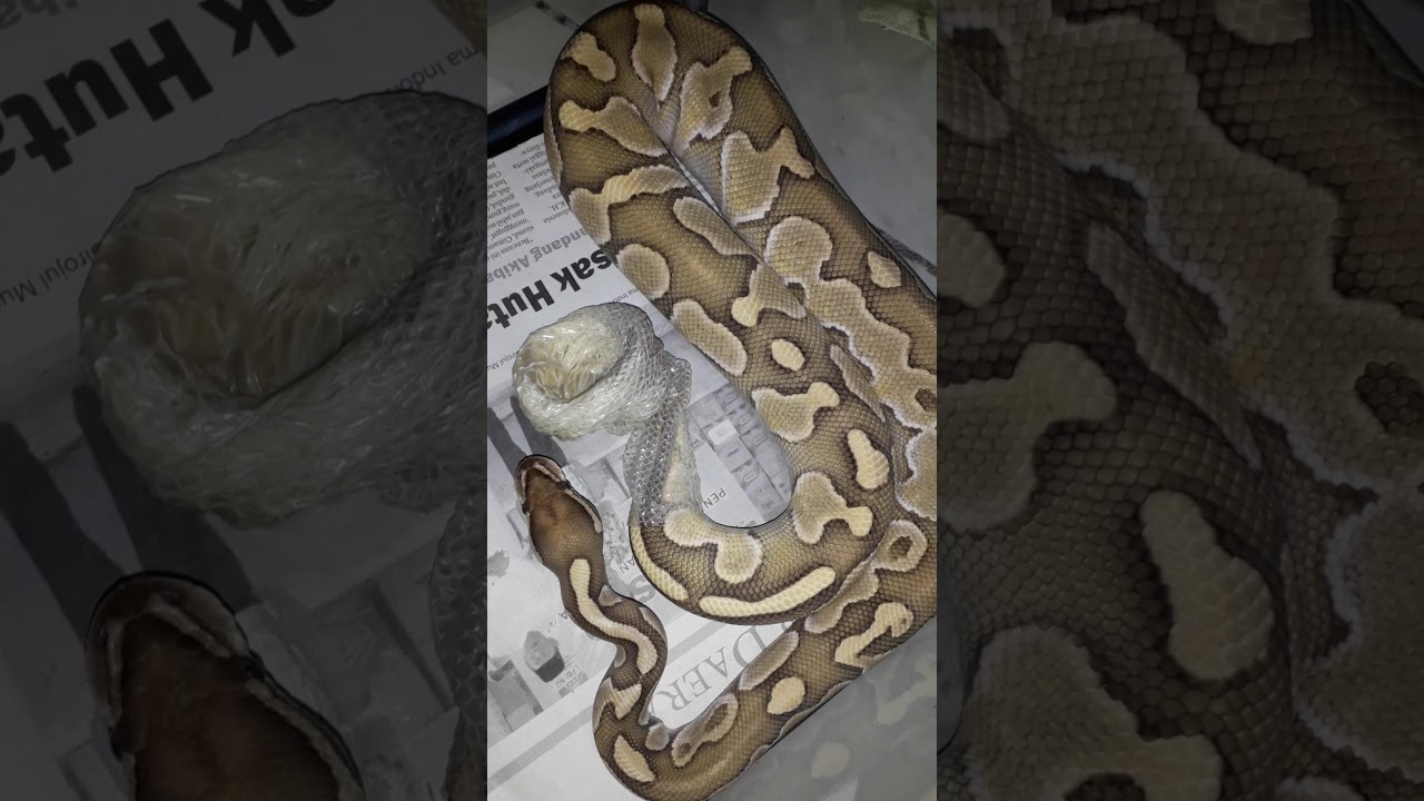 My First Ball Python......( Perfect Shedding ) YouTube
