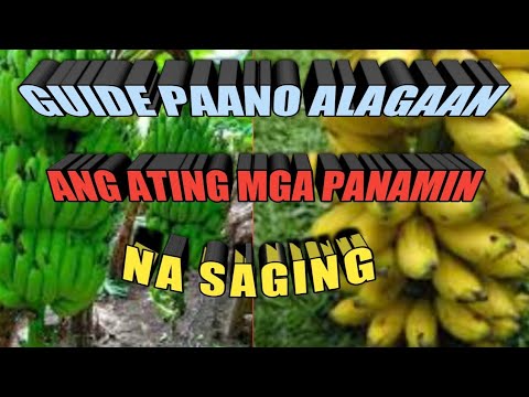 Video: Cytosporosis - Pagpapatayo Ng Mga Pananim Na Prutas