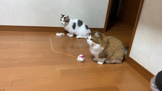 持ち逃げ癖のある猫