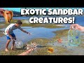 Attraper des cratures marines sur les barres de sable pour mon aquarium 