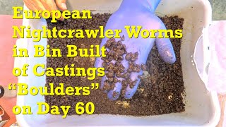 Experimental castings "boulders" worm bin with ENCs on day 60 - vermicompost