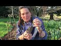 Pruning Hydrangea paniculata