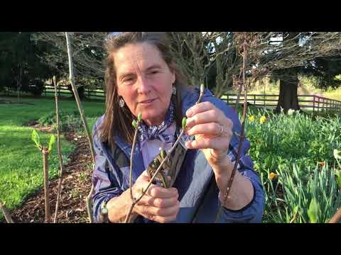 Видео: Hydrangea paniculata: засаждане и грижи