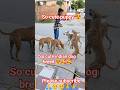 so cute puppy 😍💕 ll indian dog breed 🥺😍🥰ll #shorts #short #ytshorts #dog #pets #viral #labrador