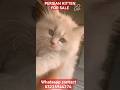 Persian kitten for sale in good price #03225944274