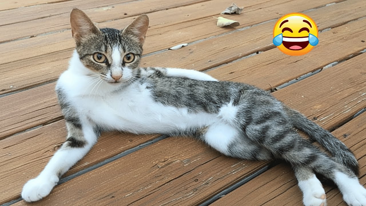 Funniest Dogs and Cats 2025 🐶🐱 You Laugh You Lose Challenge 😆