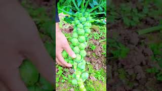 Harvesting fresh Brussels sprouts by plucking them directly from the main stalk in a garden