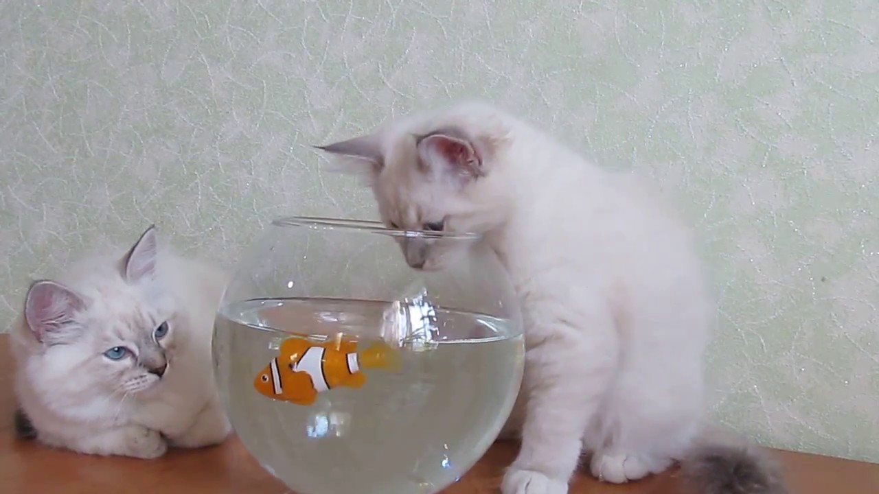 Котята на рыбалке - YouTube