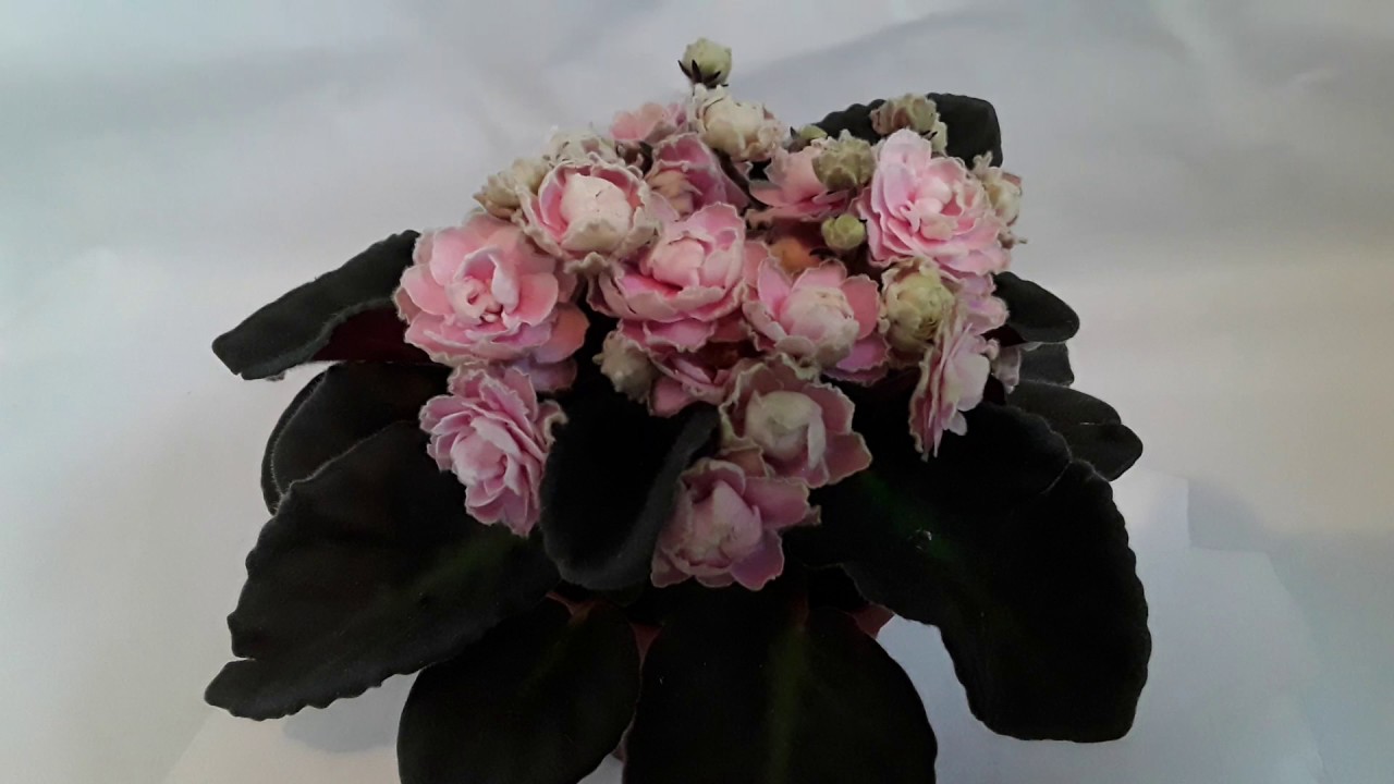 RAZONES por las que una VIOLETA AFRICANA puede dejar de FLORECER.