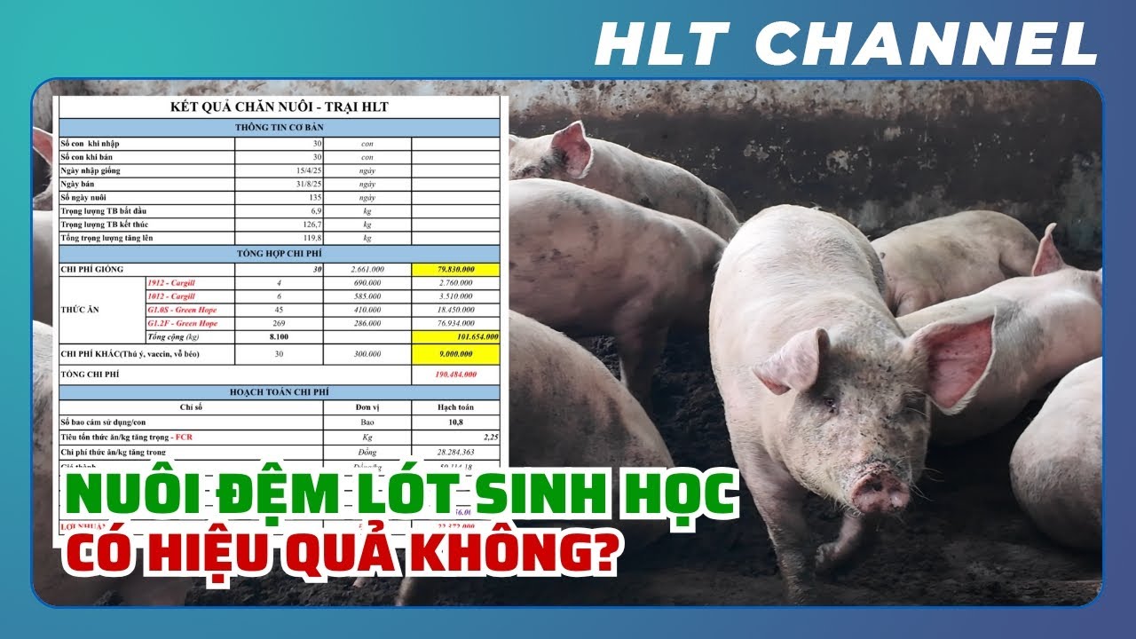 Nuôi Lợn Trên Đệm Lót Sinh Học Có Hiệu Quả Hay Không? Hoạch Toán Chi Phí Lứa Lợn Thứ 2